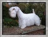 Sealyham Terrier, murek